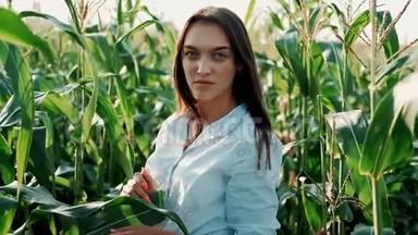 夏天玉米地上的女农民。 女农学家检查一只小耳朵的玉米。 农产品种植.. 有机有机